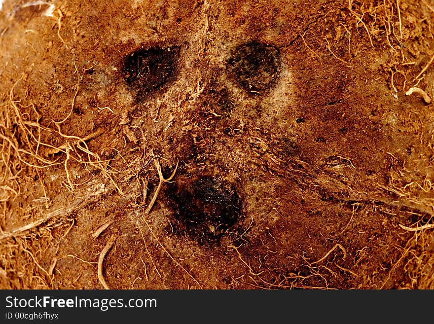 Close up of a coconut