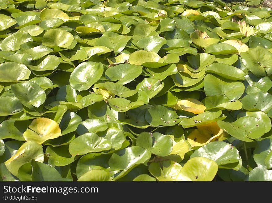 Waterlilies