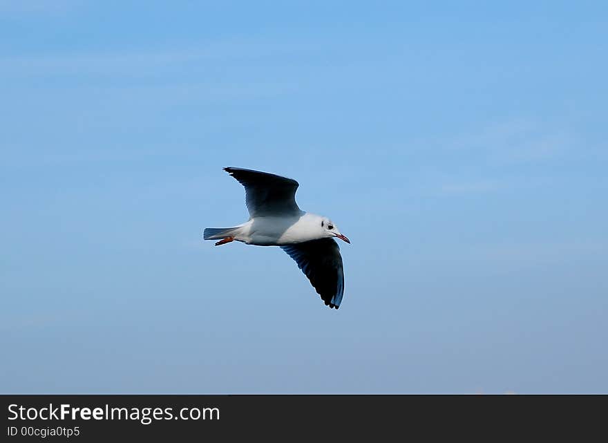 Seagull