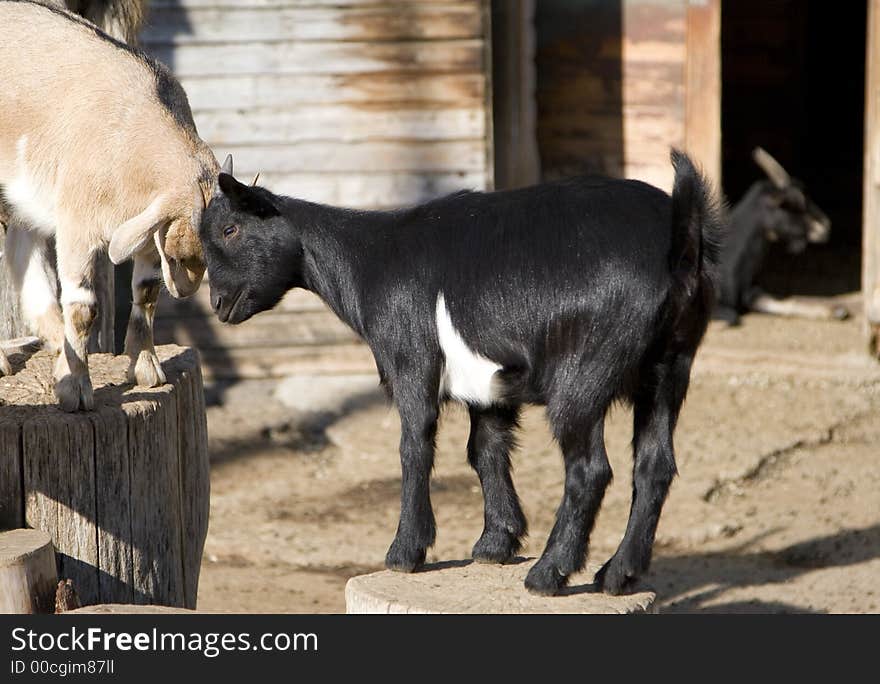 Two cute little goats butting heads in a friendly way. Two cute little goats butting heads in a friendly way