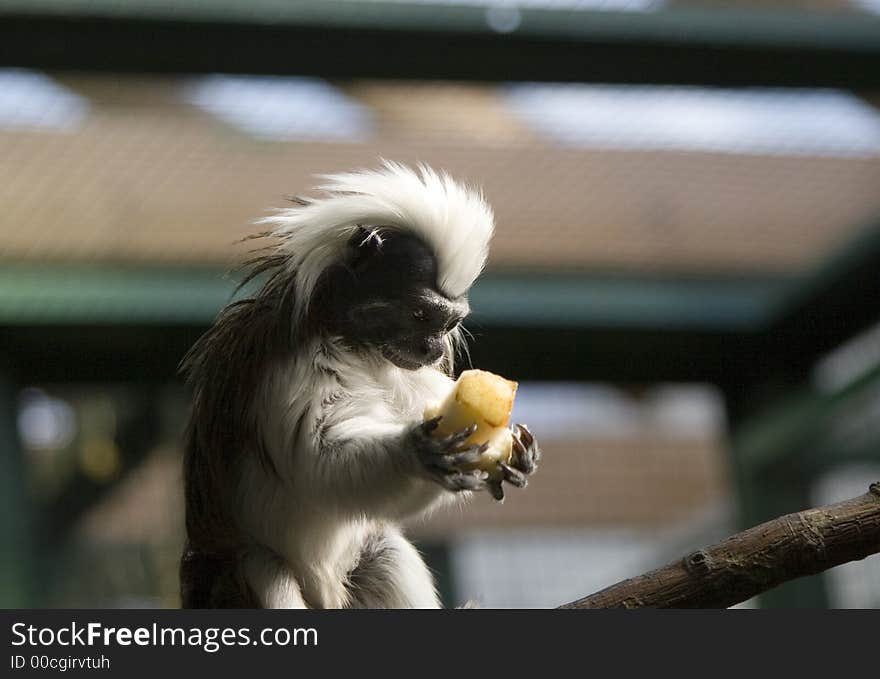 Cute marmoset sitting on a branch and holding banana. Cute marmoset sitting on a branch and holding banana