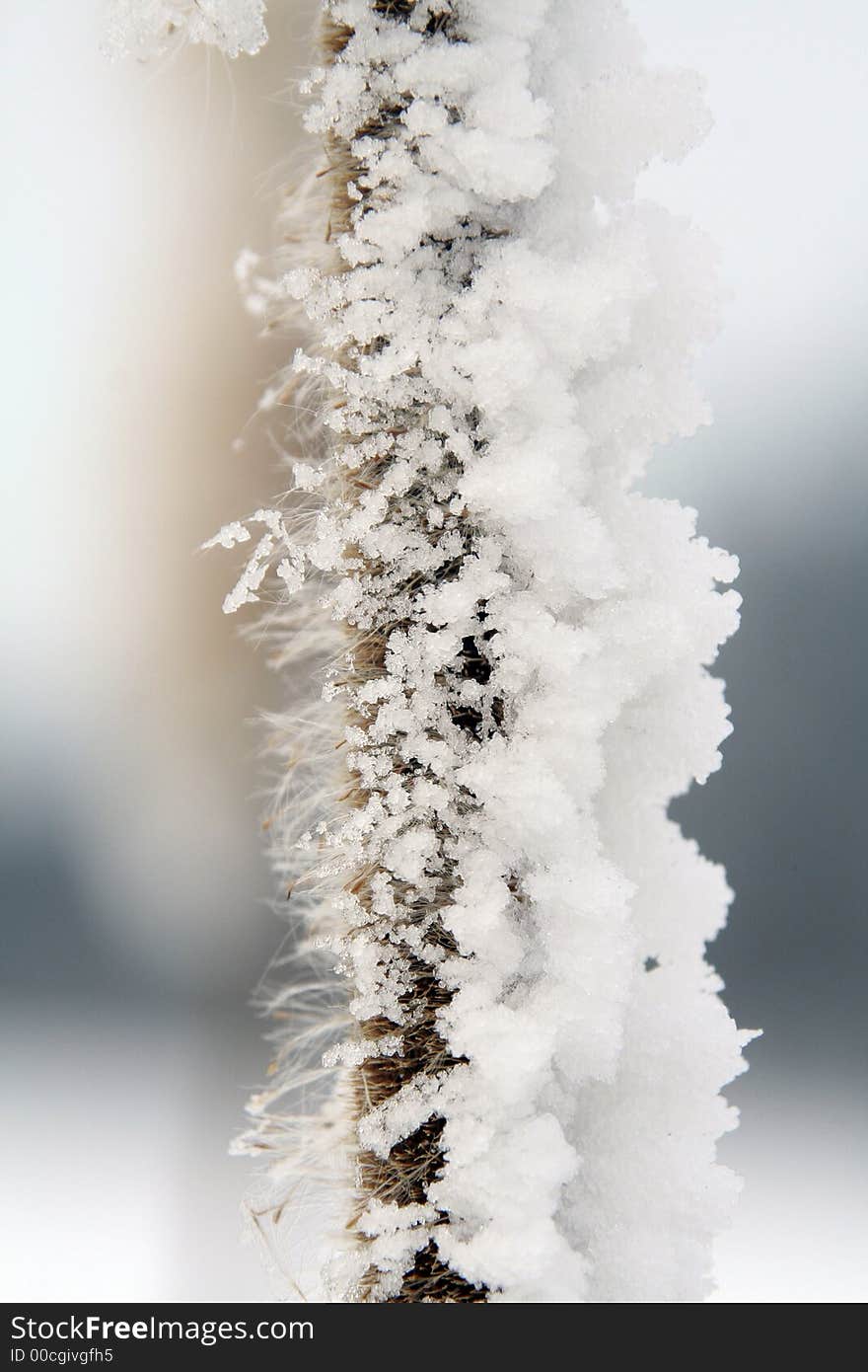 Great nature. Winter and cold weather. Plants and trees