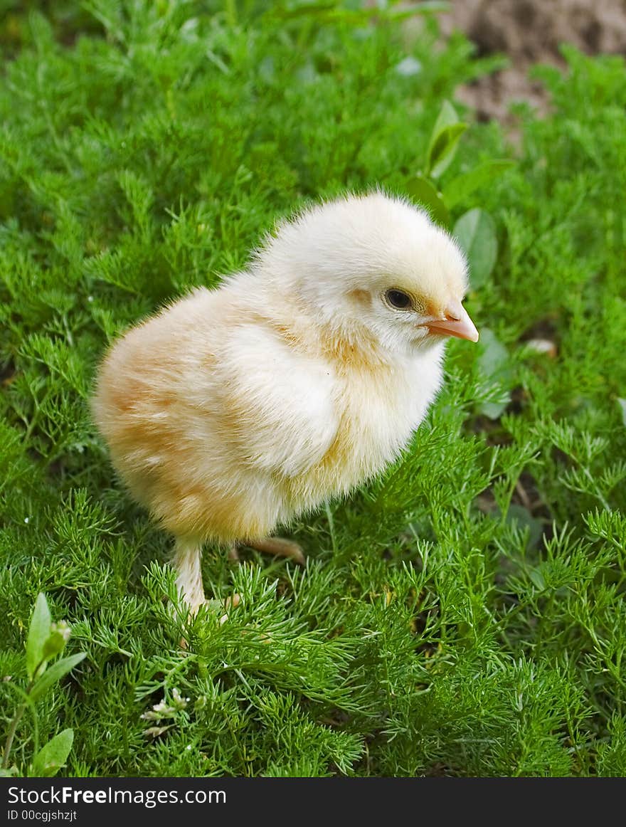 Yellow Chick On Green Grass