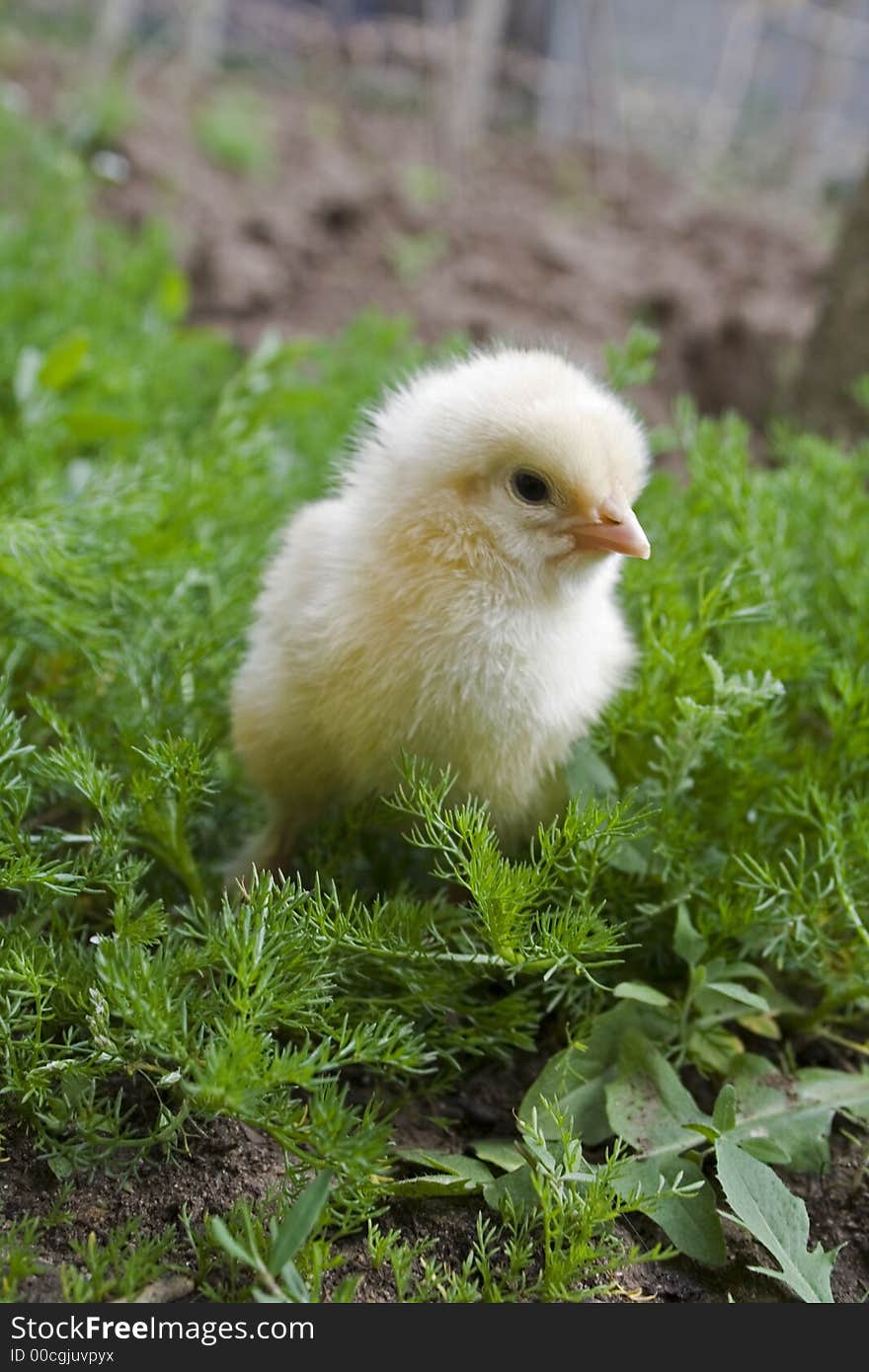 Yellow chick on green grass close-up