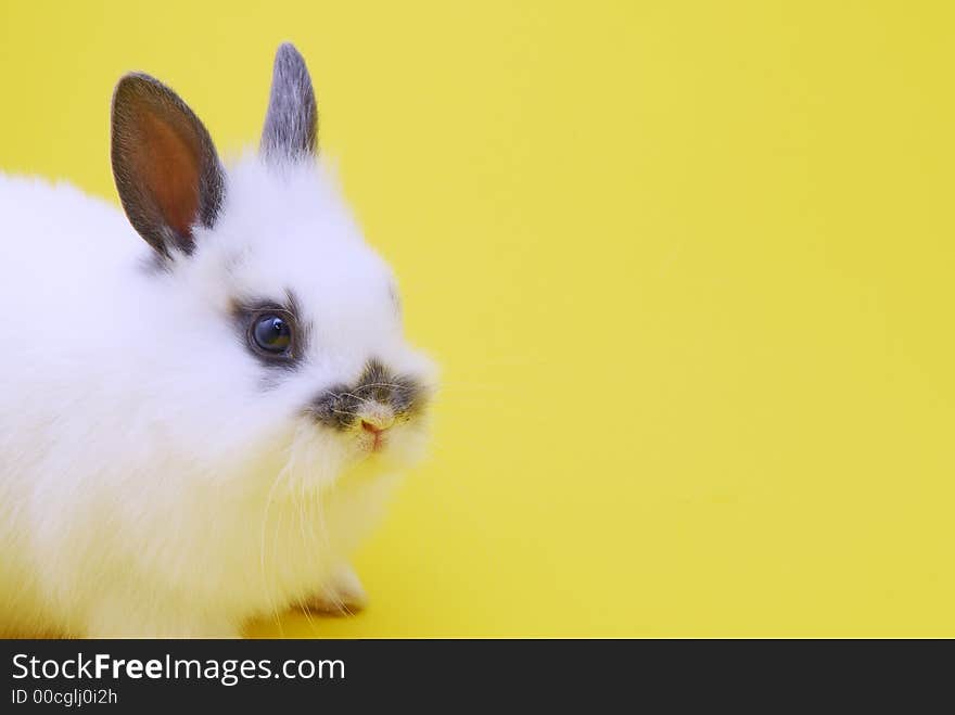 Small rabbit isolated on yellow background