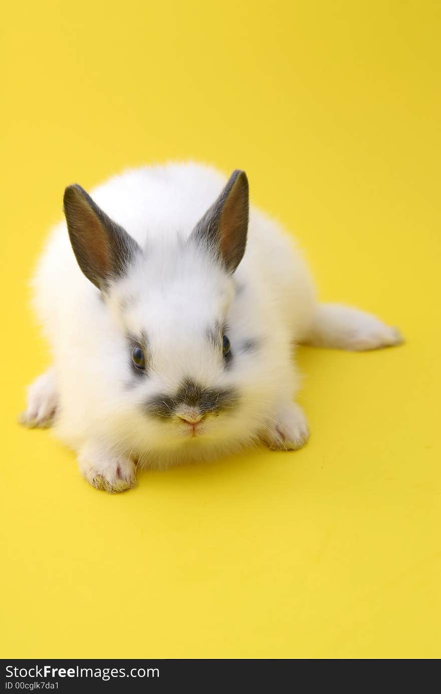 Small rabbit isolated on yellow background