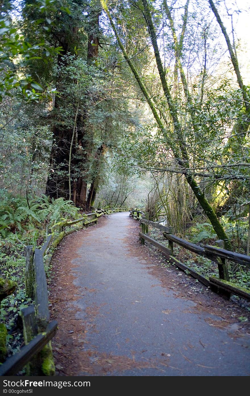 A trail in the redwoods. A trail in the redwoods