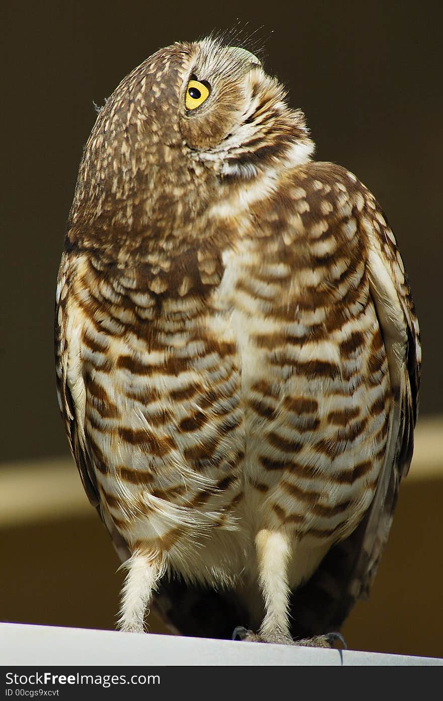 Burrowing Owl