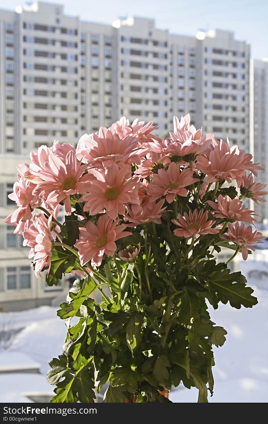 Wonderful flowers stand out against urban winter scenery. Wonderful flowers stand out against urban winter scenery