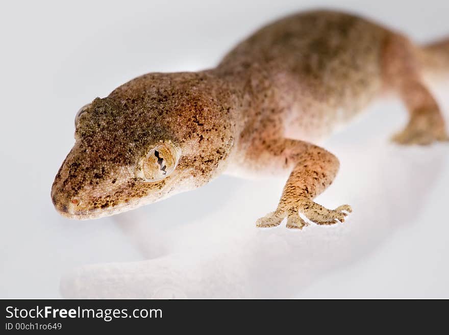 Close up studio shot of gecko lizard. Close up studio shot of gecko lizard