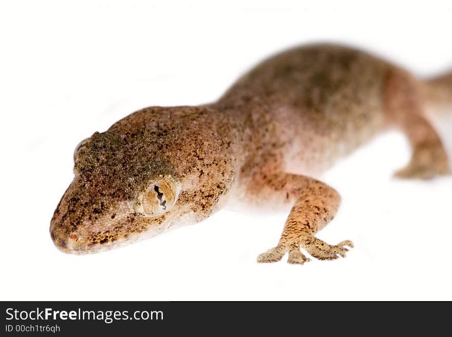 Close up studio shot of gecko lizard - isolated on white. Close up studio shot of gecko lizard - isolated on white