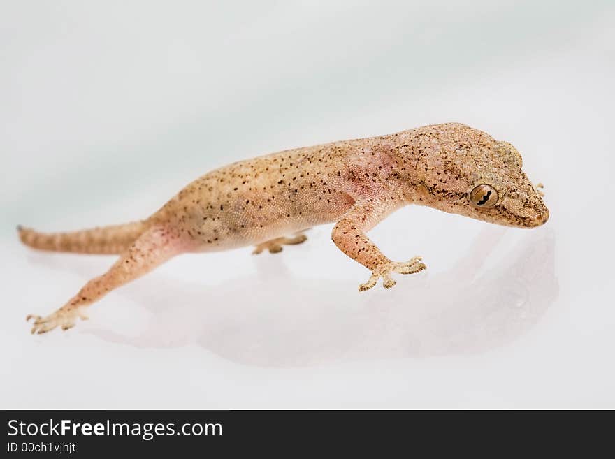 Studio shot of a gecko lizard