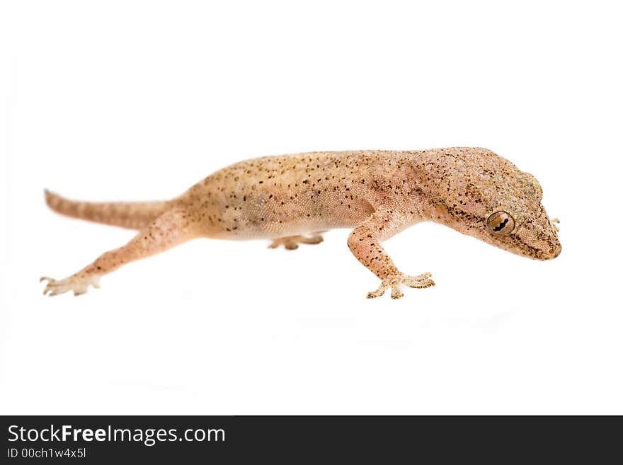 Studio shot of gecko lizard - isolated on white