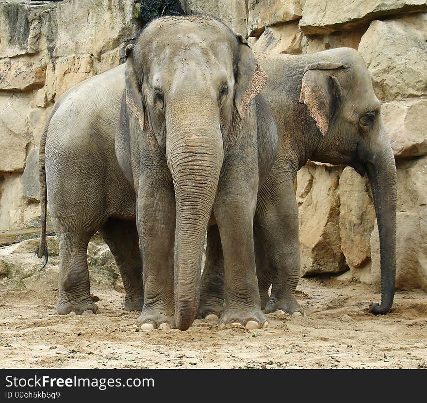 Two elephants in front of the rock.