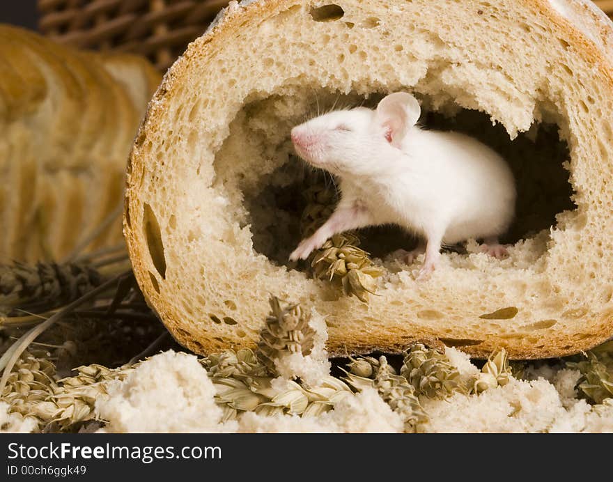 Bread is one of the basic kinds of food in Europen countries. Bread is one of the basic kinds of food in Europen countries.