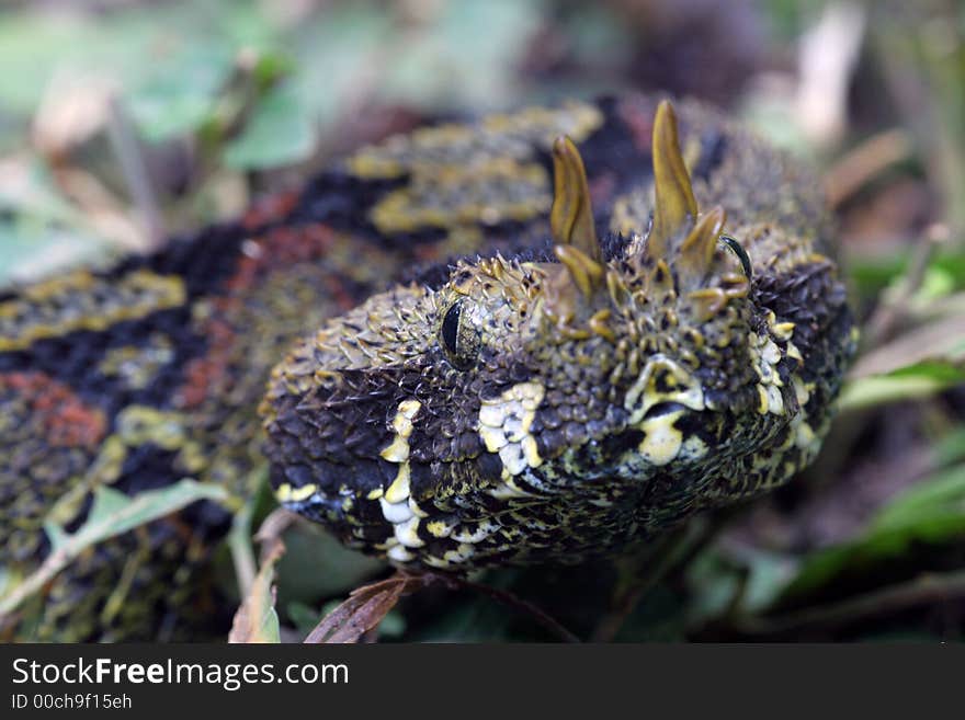 Portrait of Rhinoceros Viper Bitis nasicornis, Frontal View. Portrait of Rhinoceros Viper Bitis nasicornis, Frontal View