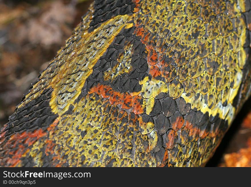 Scales of Rhinoceros Viper Bitis nasicornis, closeup view. Scales of Rhinoceros Viper Bitis nasicornis, closeup view