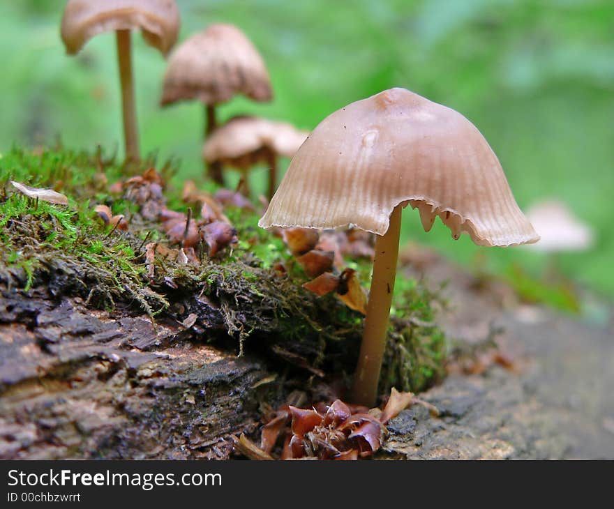 Toadstool on black rotten wood with moss