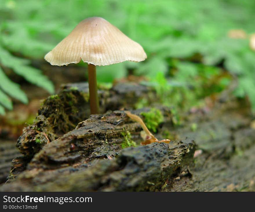 Toadstool on black rotten wood with moss