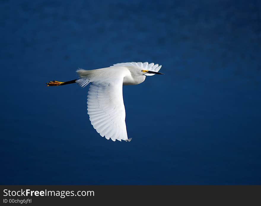 Snowy egret in flight