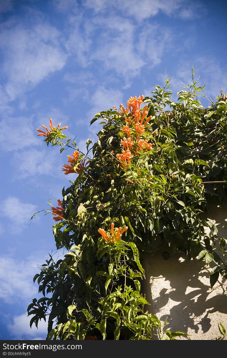 Orange and Yellow flowers on a white wall against a beauitful blue sky. Orange and Yellow flowers on a white wall against a beauitful blue sky