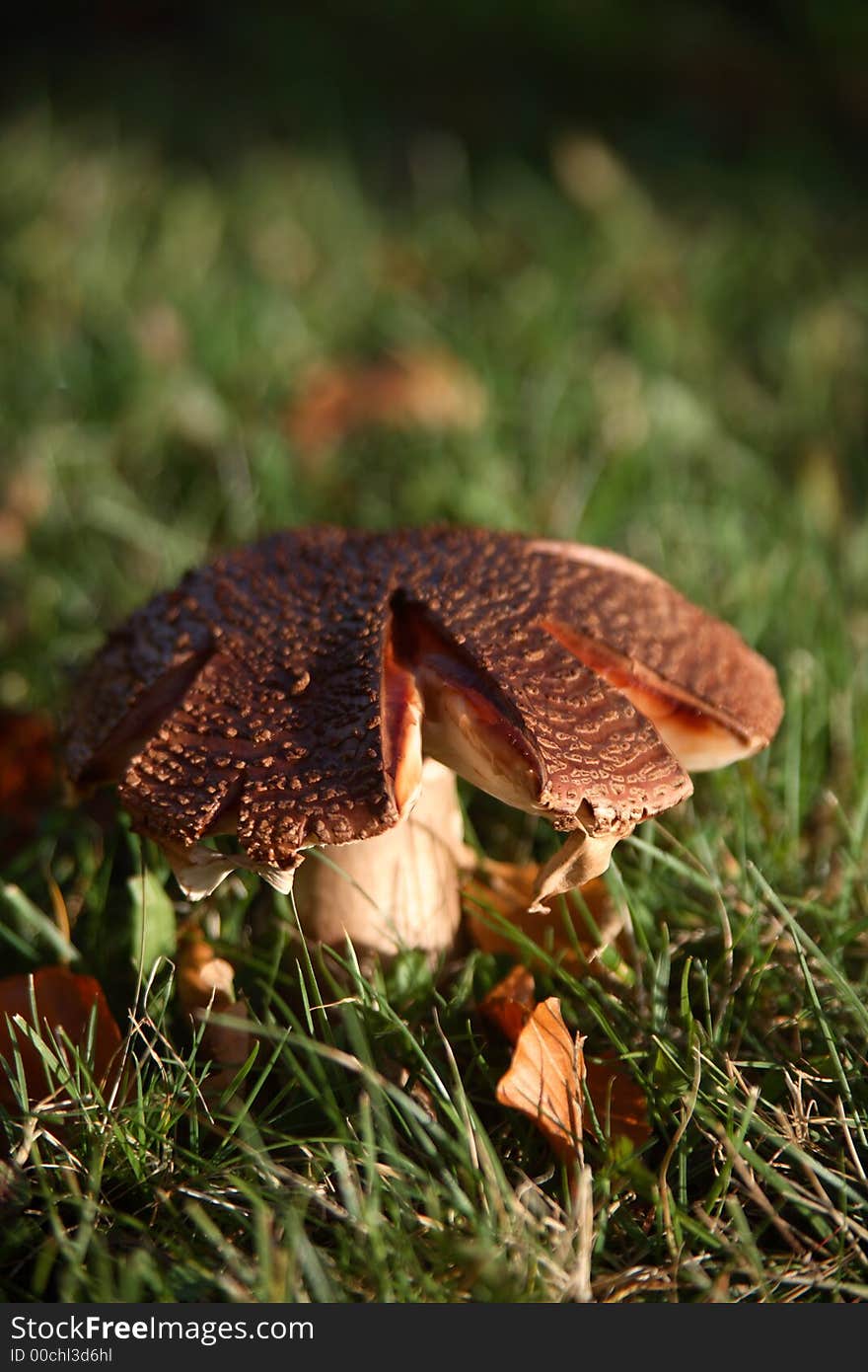 Toadstool