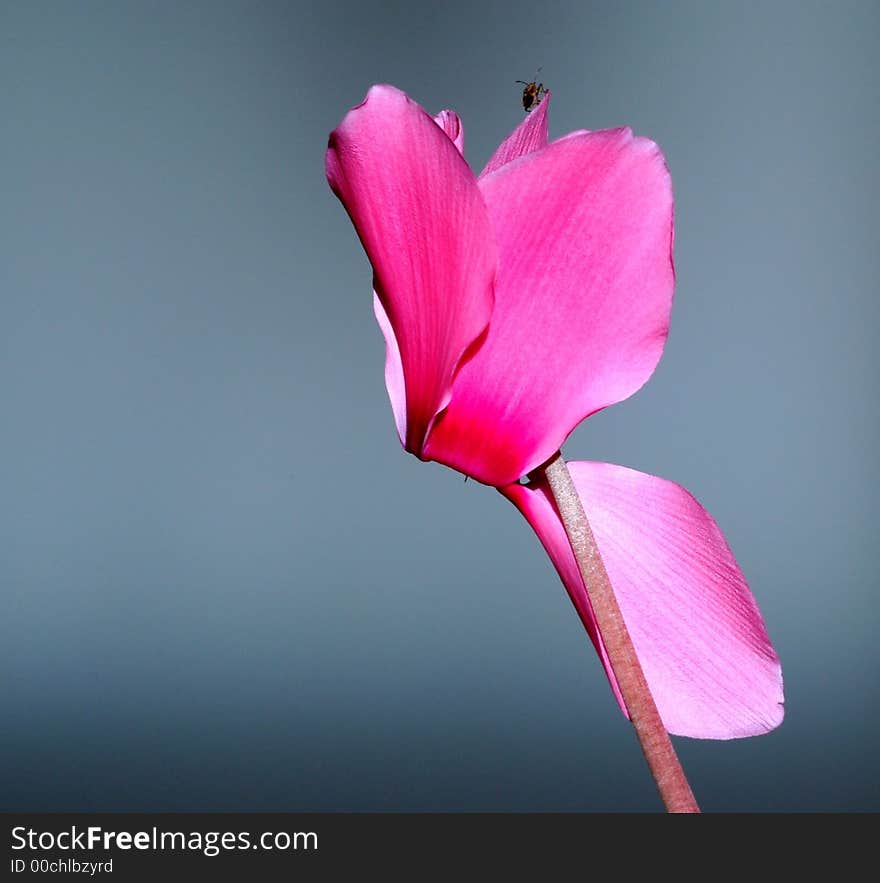 Cyclamen