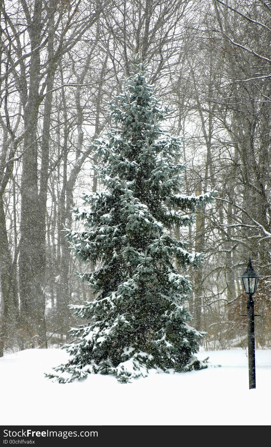 Snow covered tree in a winter storm