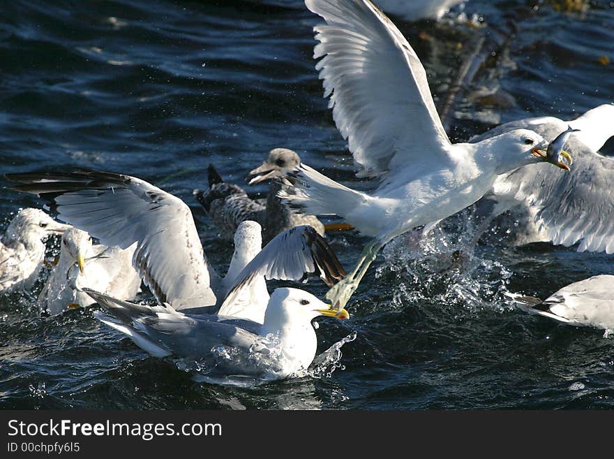 Seagulls landing on water to pick up little fishes