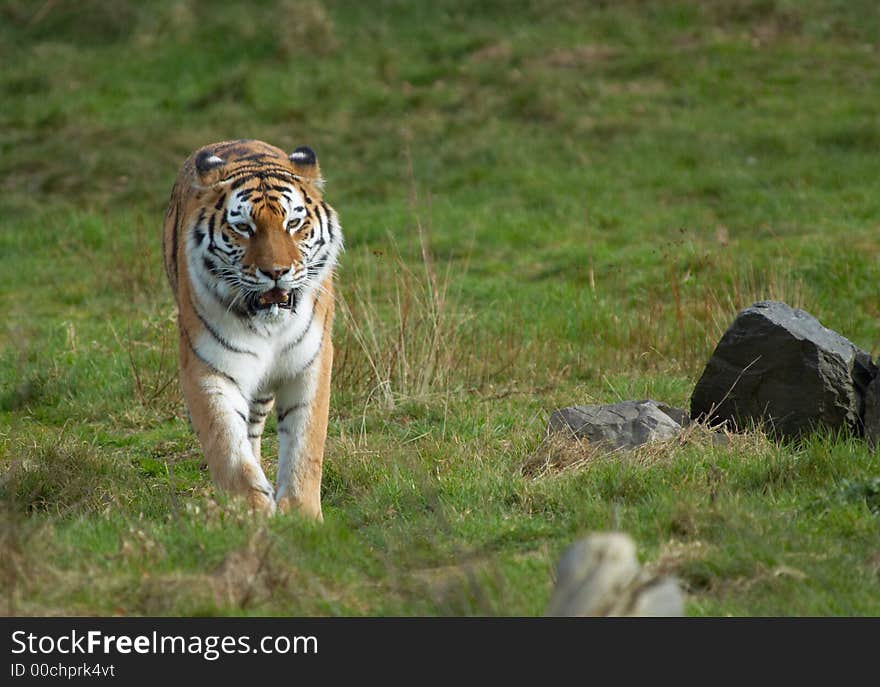 A beautiful tiger walking on grass