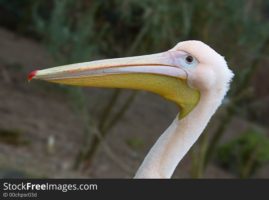 Portrait of a beautiful pelican