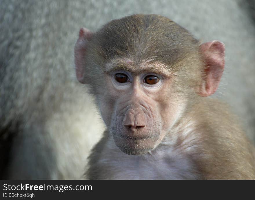 Portrait of a cute baby monkey