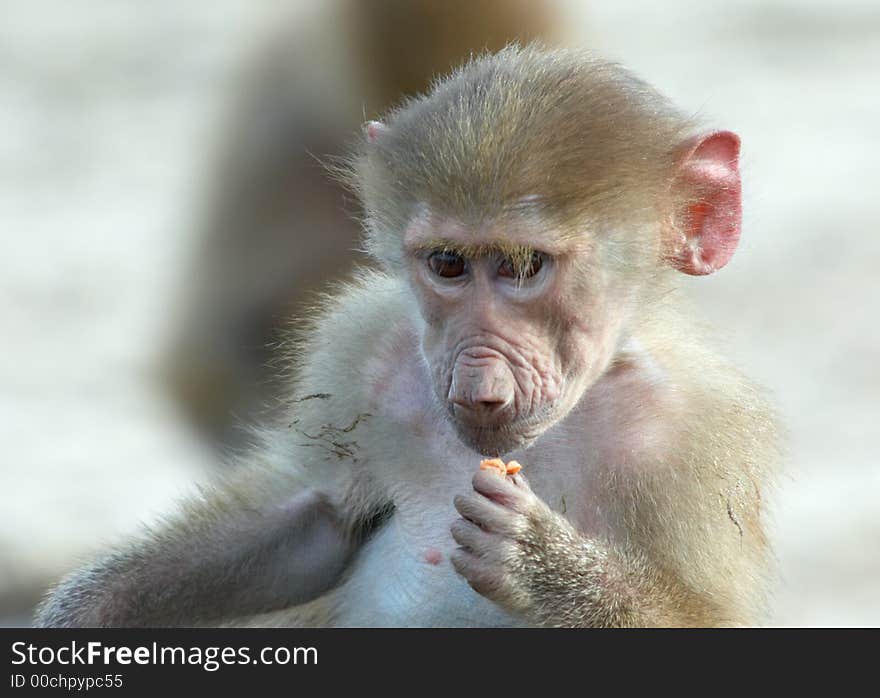 Portrait of a cute baby monkey