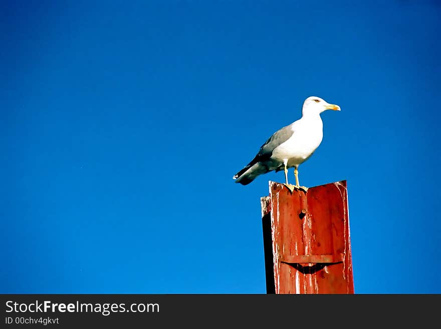 Seagull