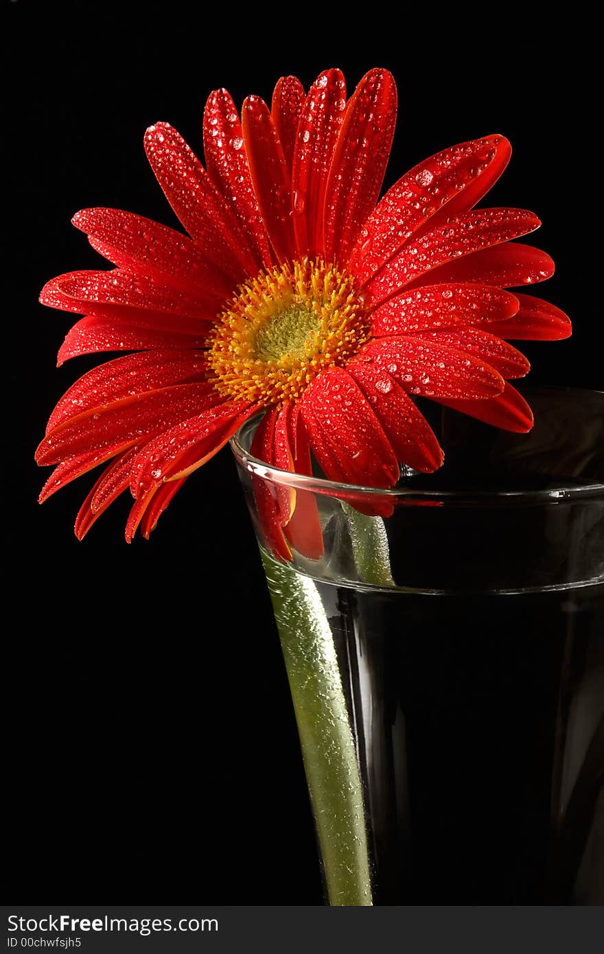 Red gerbera in drops of water-one flower on black background