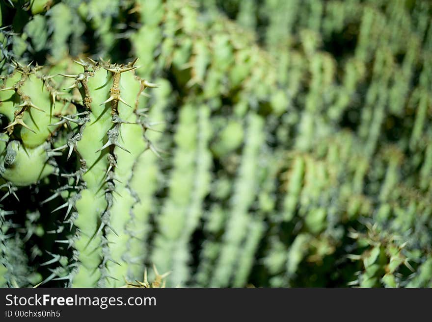 A cactus garden on catalina