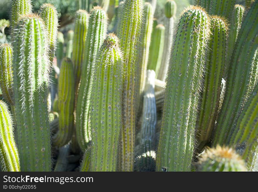 A cactus garden on catalina