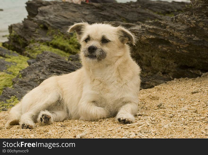 White puppy laying on the beach. White puppy laying on the beach