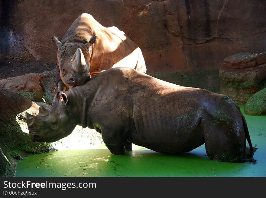 Couple of rhinoceros in love at the zoo