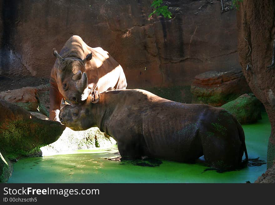 Couple of rhinoceros in love at the zoo