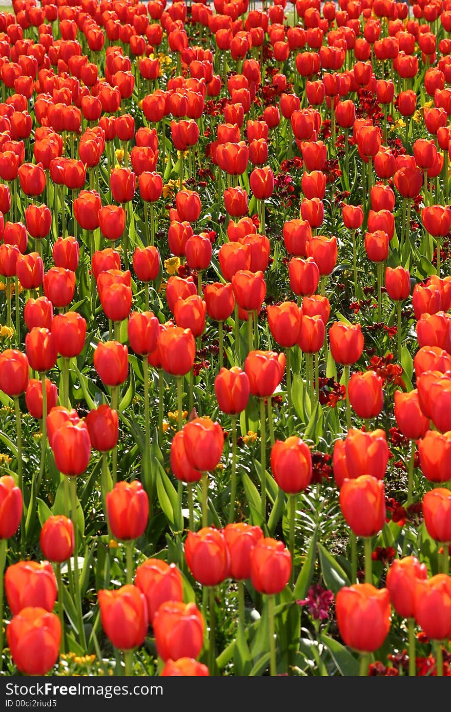 Bed Of Tulips