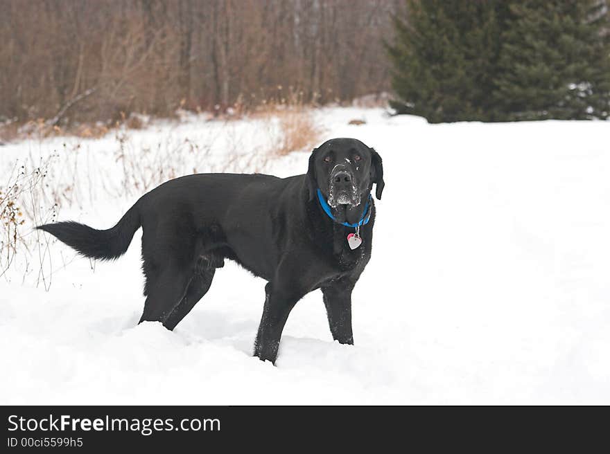 Black labrador retriever standing in deep, white, winter snow. Black labrador retriever standing in deep, white, winter snow