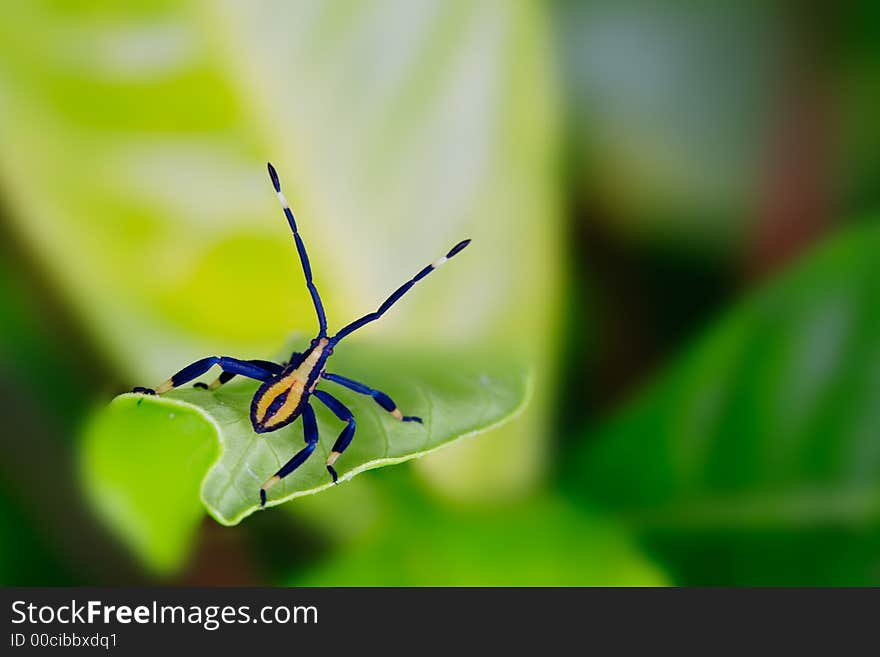 Bright blue bug on leaf. Bright blue bug on leaf