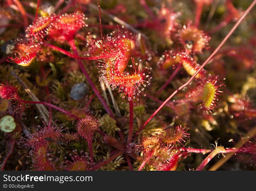 Thrickets Of A Sundew