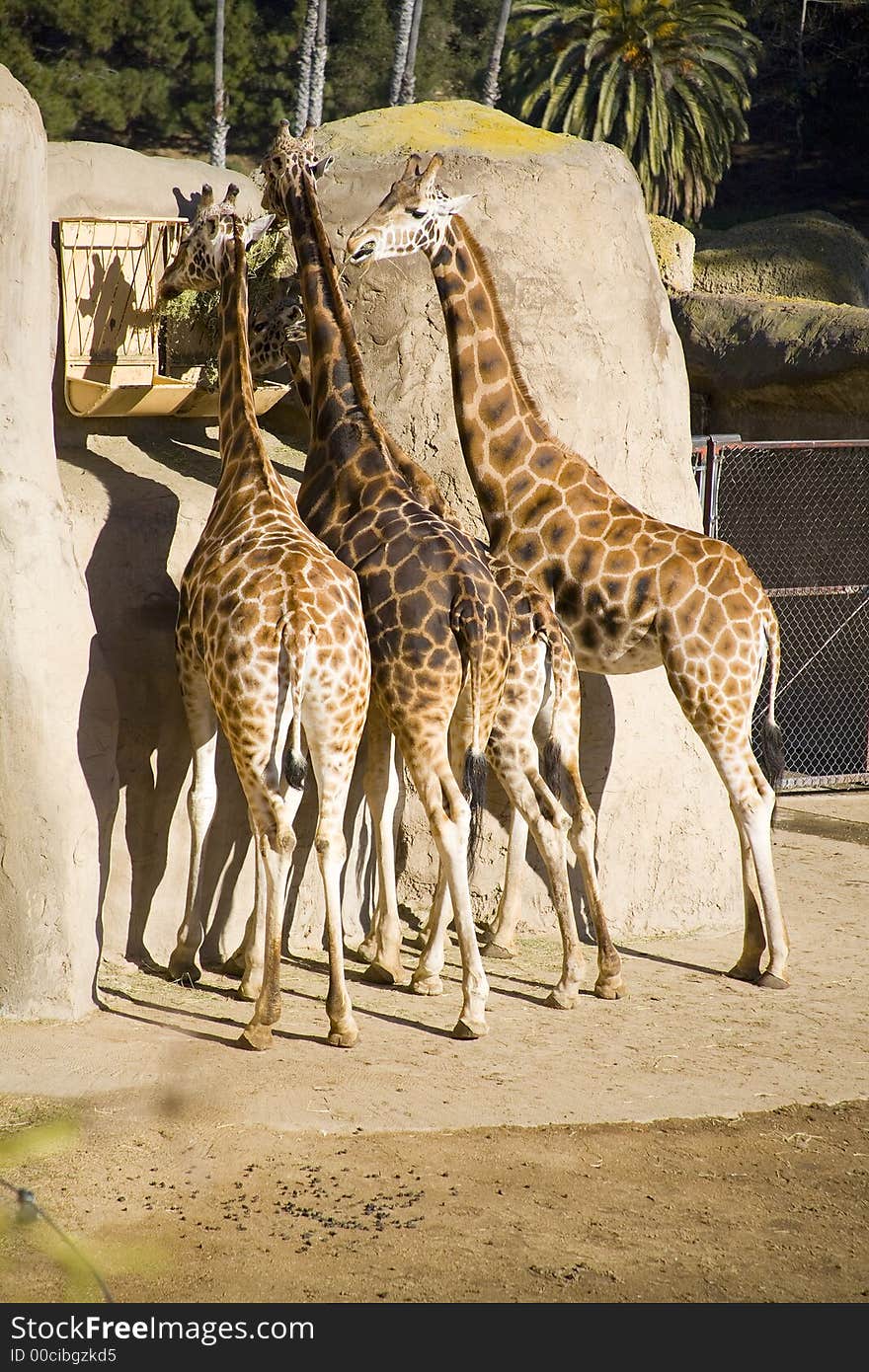 Four captive giraffes are lined-up eating their morning meal in their enclosure. Four captive giraffes are lined-up eating their morning meal in their enclosure.