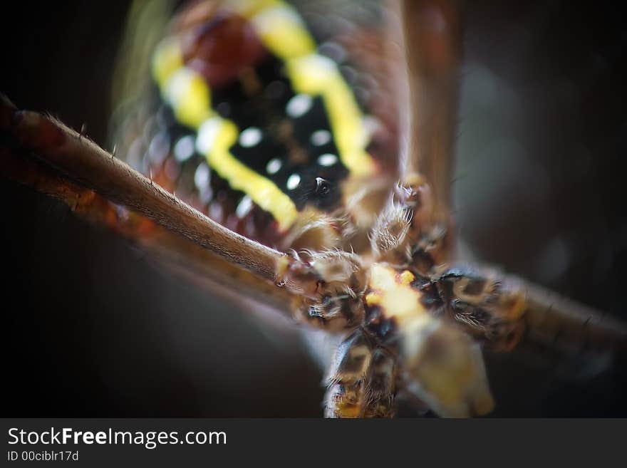 Ultra close up of spider (St Andrew's Cross) with very shallow depth of field. Ultra close up of spider (St Andrew's Cross) with very shallow depth of field