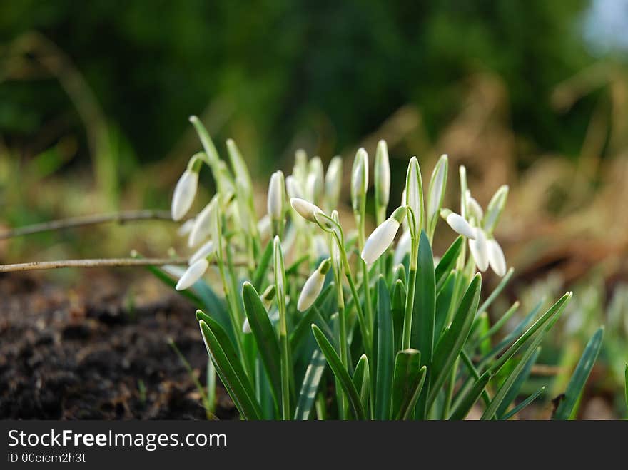 Snowdrops