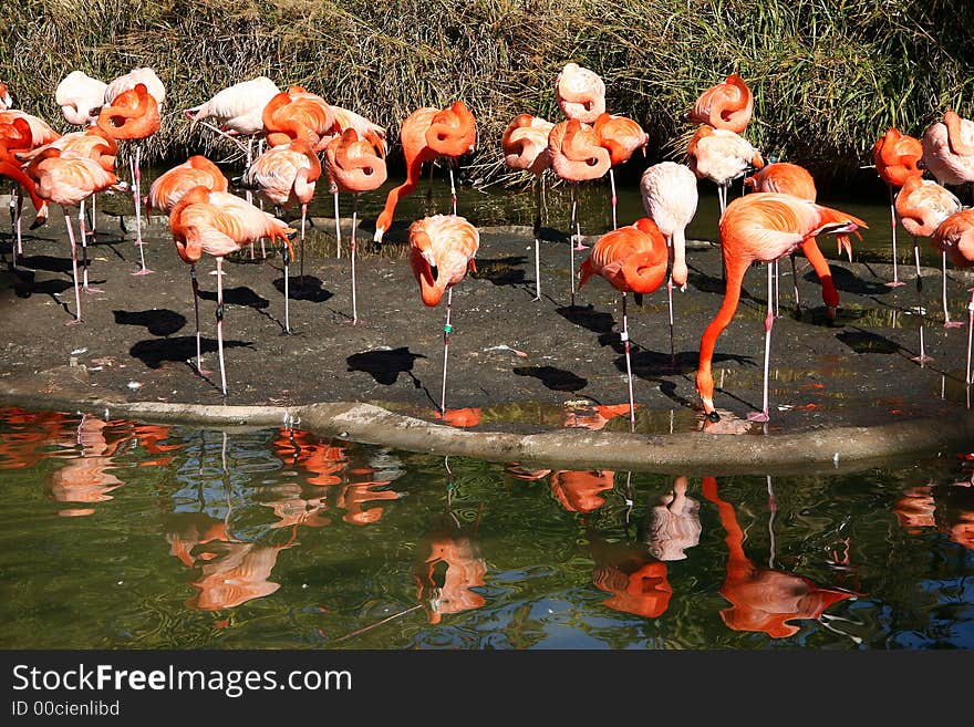 A lot of flamingos in the water