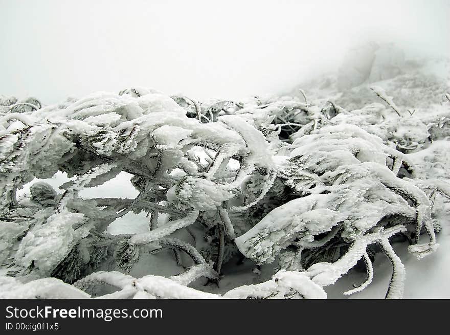 White branches under the frost on the winter mountains