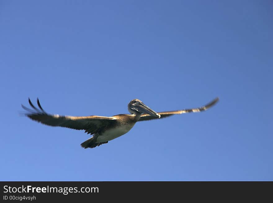 Pelican flying - lots of motion blur and the pelican itself is grainy. Pelican flying - lots of motion blur and the pelican itself is grainy.